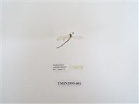 藏品(蟻蛉71)的圖片